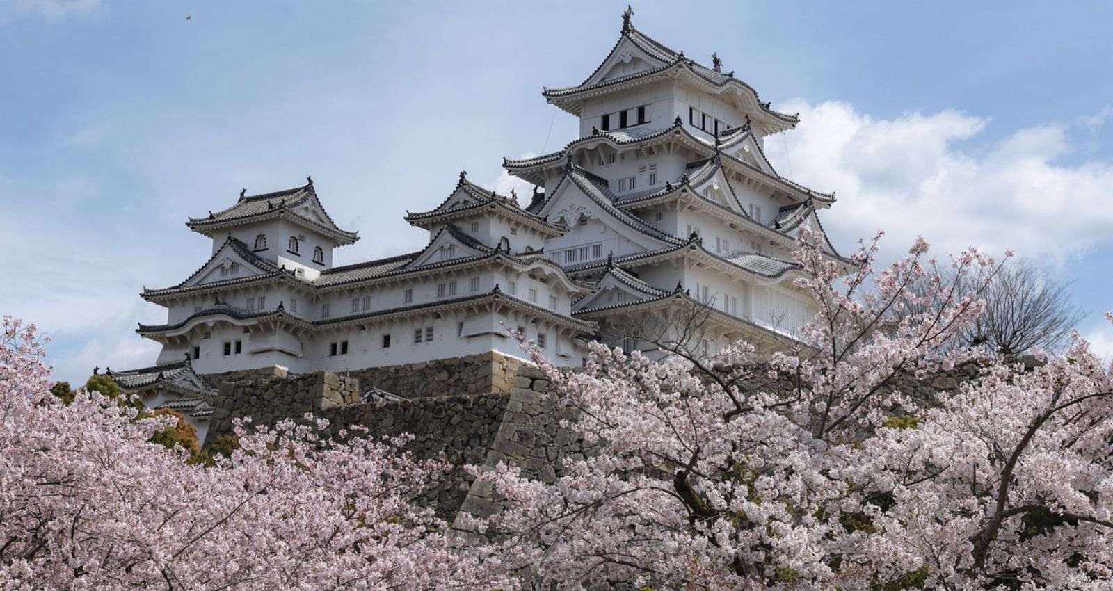 CHERRY Blossom of Japan